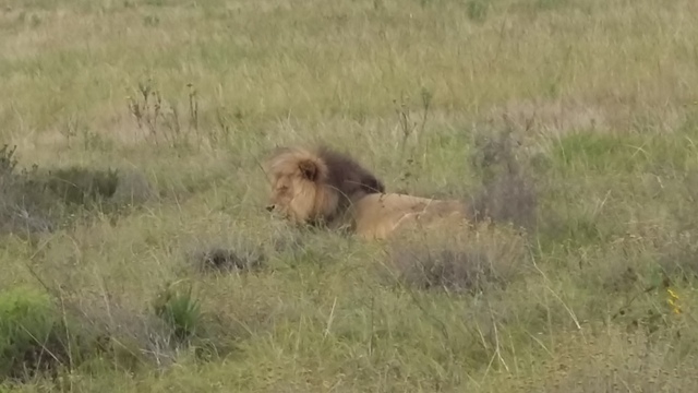 Lion at Botlierskop