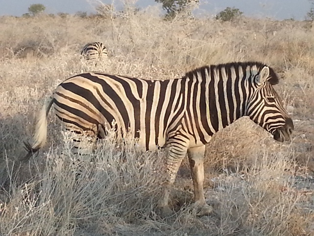 Etosha National Park Zebra