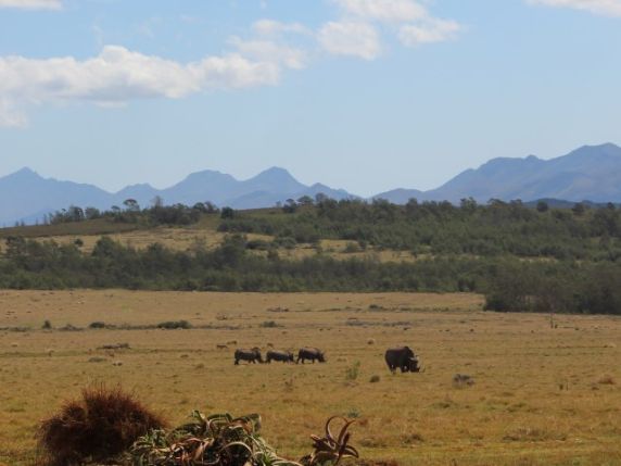 On safari