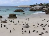 Penguins Cape Peninsula