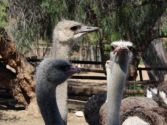 Birdies - with long necks 