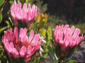 Cape floral kingdom