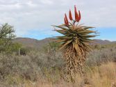 Aloe in the Karoo